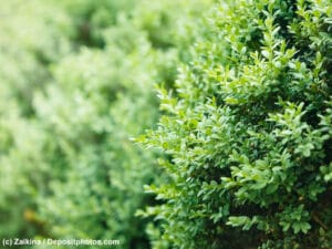 Buchsbaum wird oft in Gärten für Hecken oder als Zierbaum genutzt