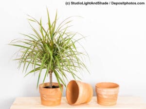 Drachenbaum Dracaena in einem Tontopf daneben zwei leere Tontöpfe, einer liegt auf der Seite