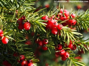 Eibe Nahaufnahme Zweig mit Blättern /Nadeln und Früchten/Beeren