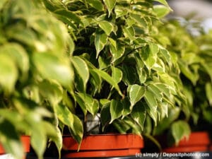 Benjamin / Ficus in Töpfen in einer Reihe stehend vorne und hinten unscharf