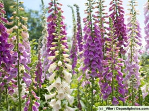 Fingerhut / Digitalis ist in hohen Dosierungen stark giftig.