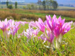 Herbstzeitlose / Colchicum autumnale blühende Pflanzen auf einer Wiese