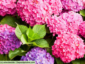 Hortensie / Hydrangea rosa und lila Blüten und dazwischen grüne Blätter