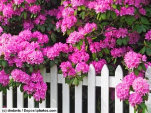 Rosafarbene Blüten eines Rhododendron hängen über einen weißen Zaun