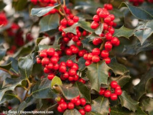Stechpalme / Ilex Blätter und Früchte sind giftig für Hunde