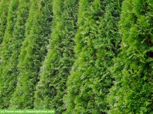 Thuja - eine beliebte Heckenpflanzen