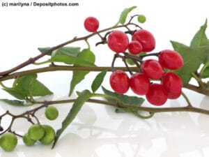 Tollkirsche Belladonna Zweig mit Beeren auf weißem Untergrund