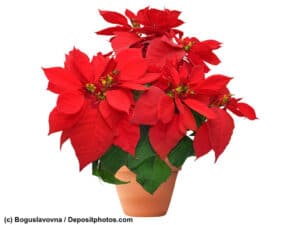 Weihnachtsstern in einem Tontopf isoliert auf weiß