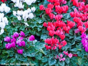 Alpenveilchen / Zyklamen / Cyclamen persicum in verschiedenen Farben