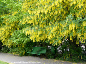 Blühender Goldregen / Laburnum / Bohnenbaum / Goldstrauch in einem Park darunter eine grüne Bank