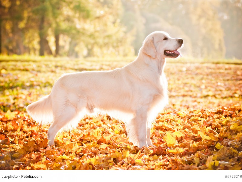 Ein klassisch schöner Golden Retriever