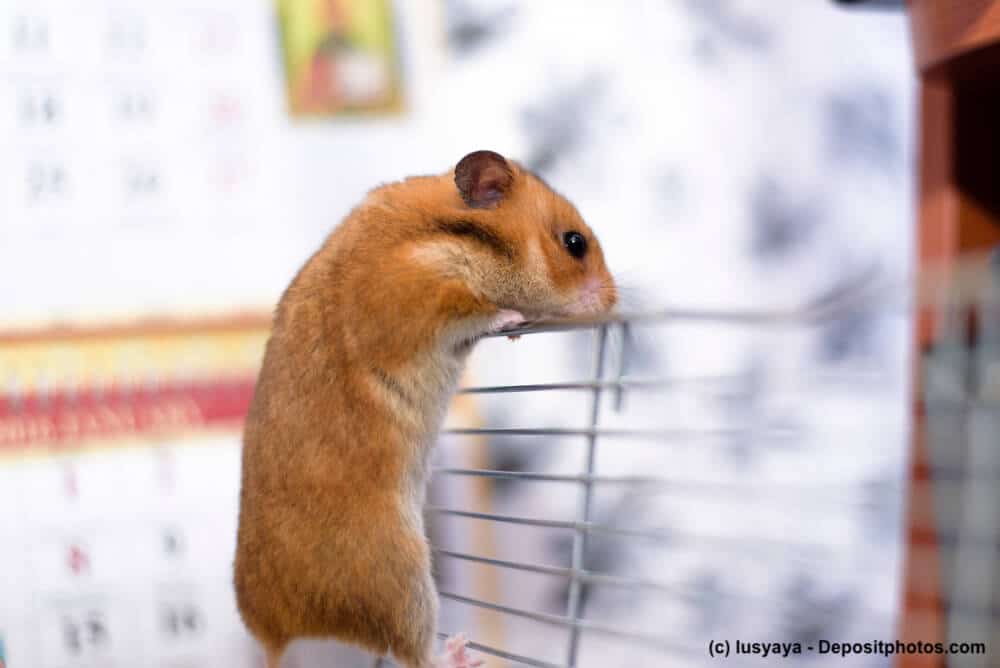 Hamster kaufen