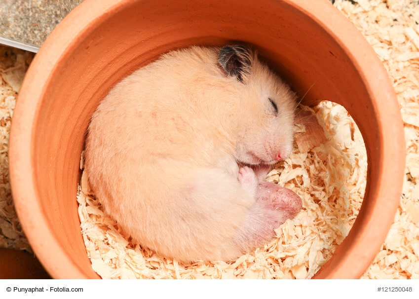 Hamster Zubehör