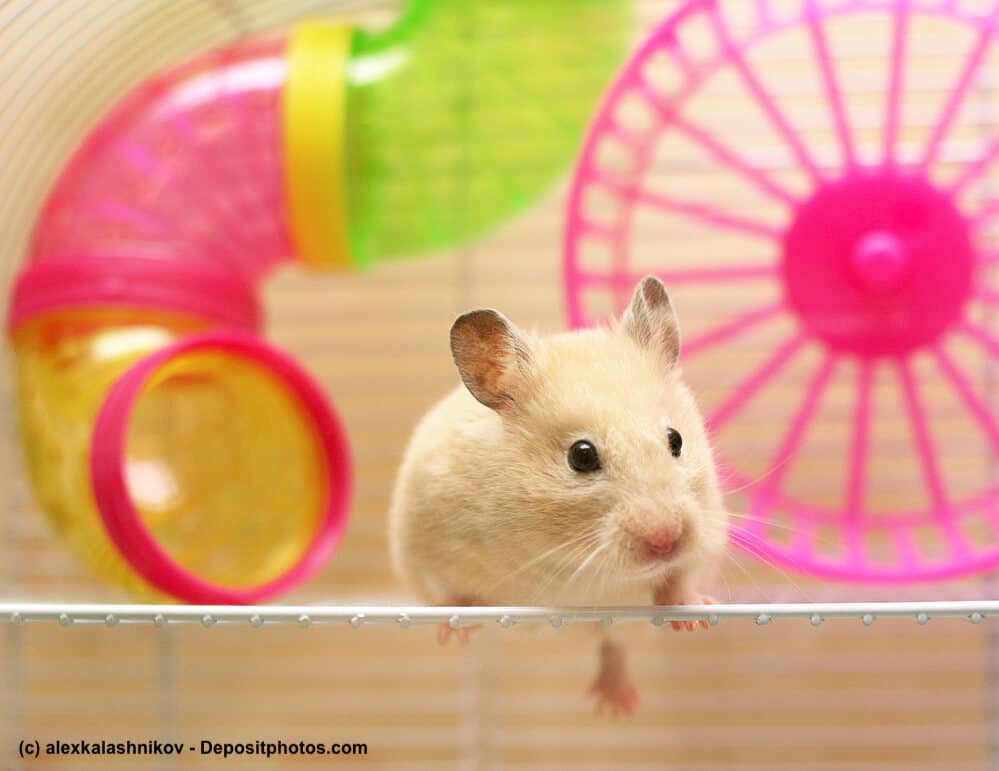 Hamster Lebenserwartung