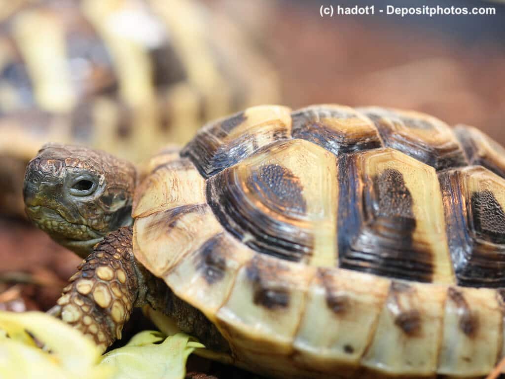Seitliche Ansicht einer griechischen Landschildkröte (Testudo hermanni boettgeri)
