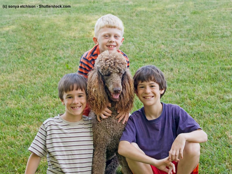 Grosspudel-Familienhund