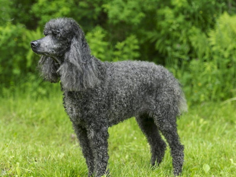 Grosspudel-schwarz-alter-hund