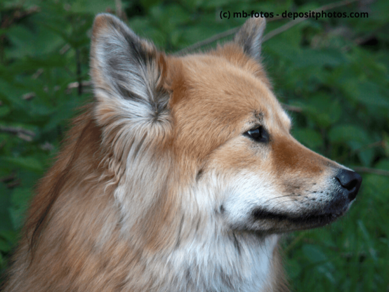 Großspitz-braun-sitzt-im-Freien