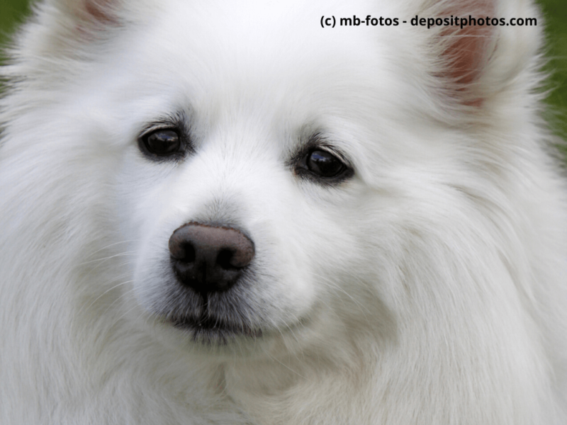 Großspitz weiß Portrait