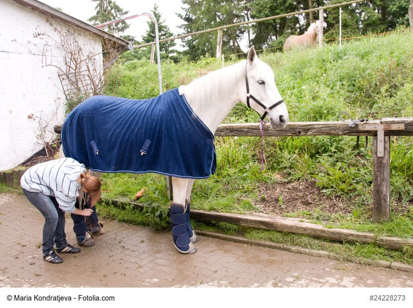 Kühldecke Pferd