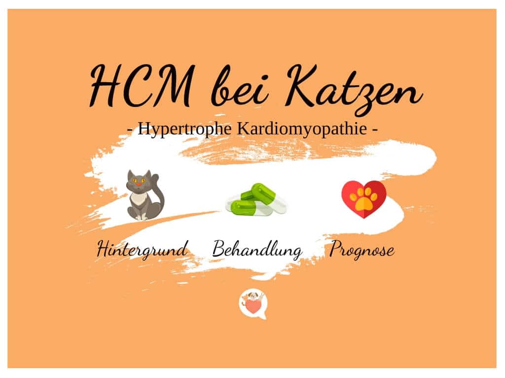 HCM bei Katzen