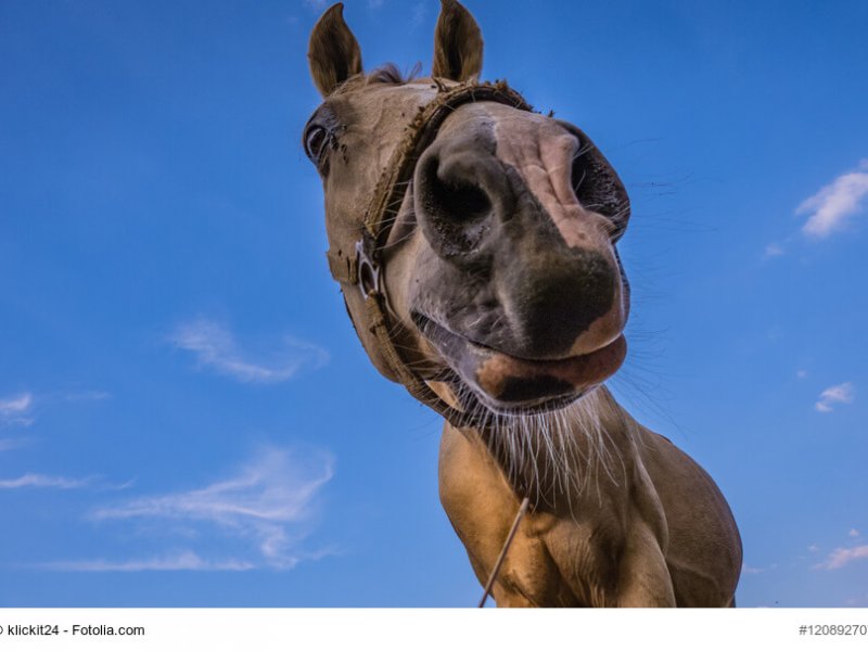 lustiges Pferd – witziges Portrt / funny horse
