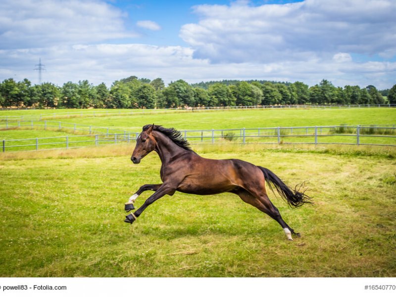 Hannoveraner Hengst