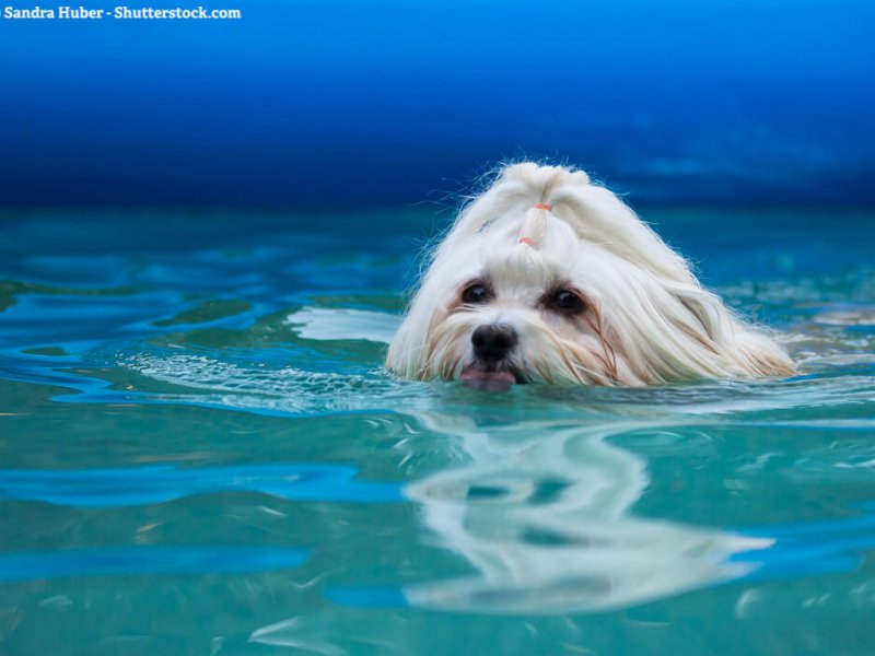 Havaneser-weiss-wasser-schwimmt