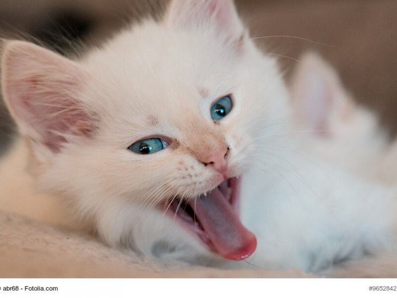Heilige Birma Katzenkind