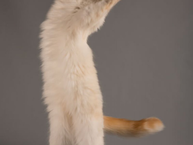 Heilige Birma Katze streckt sich