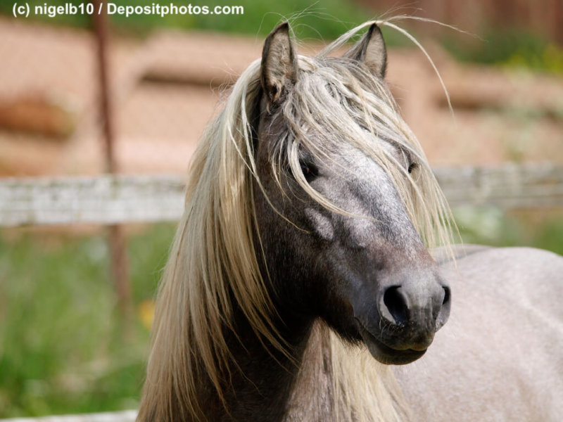 Stallion Headshot