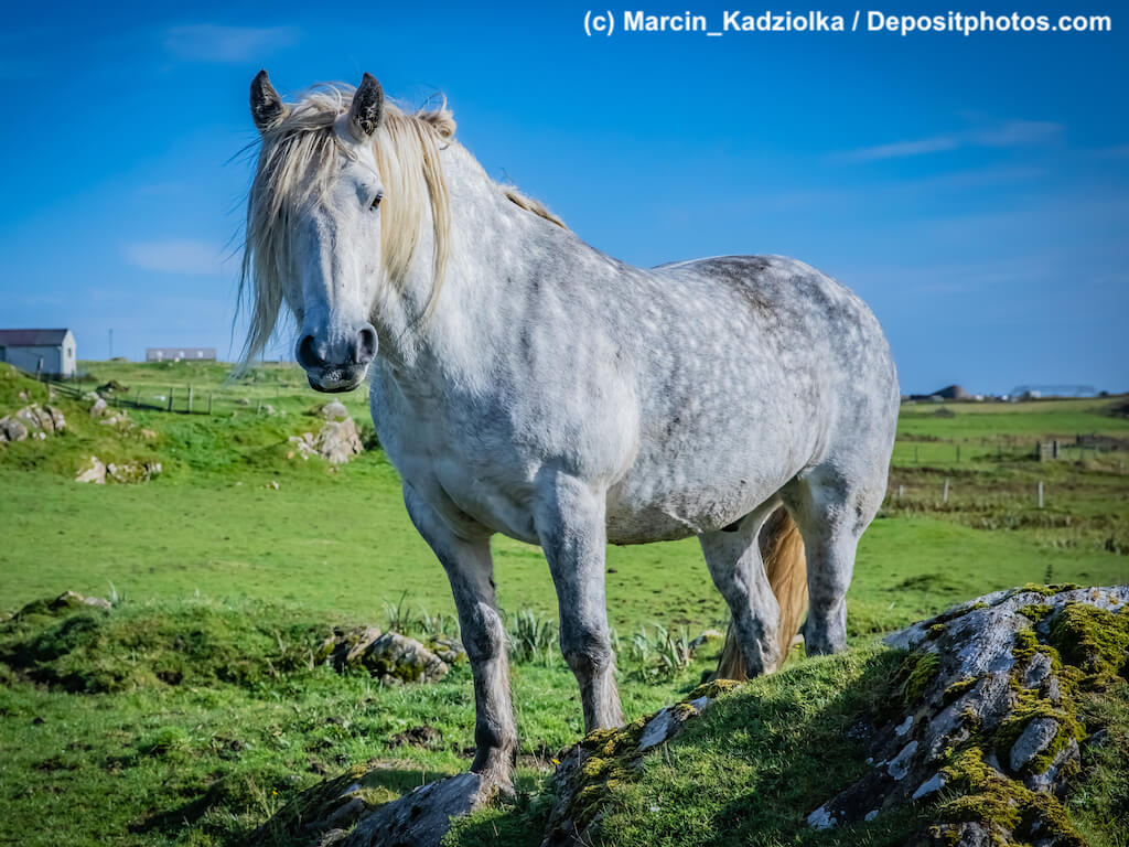 Highland-Pony-Steckbrief
