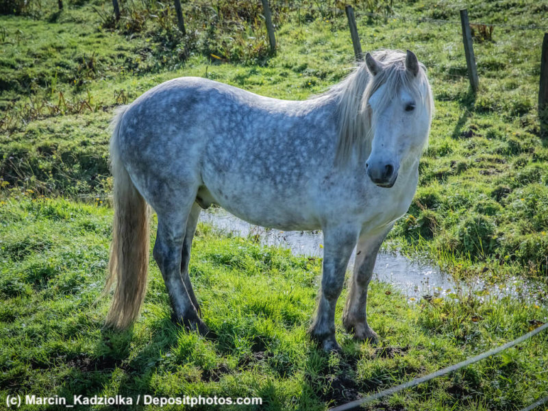 Highland horse at Scotland, Shetland Islands