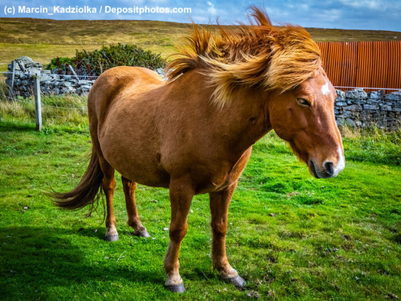 Highland horse at Scotland, Shetland Islands