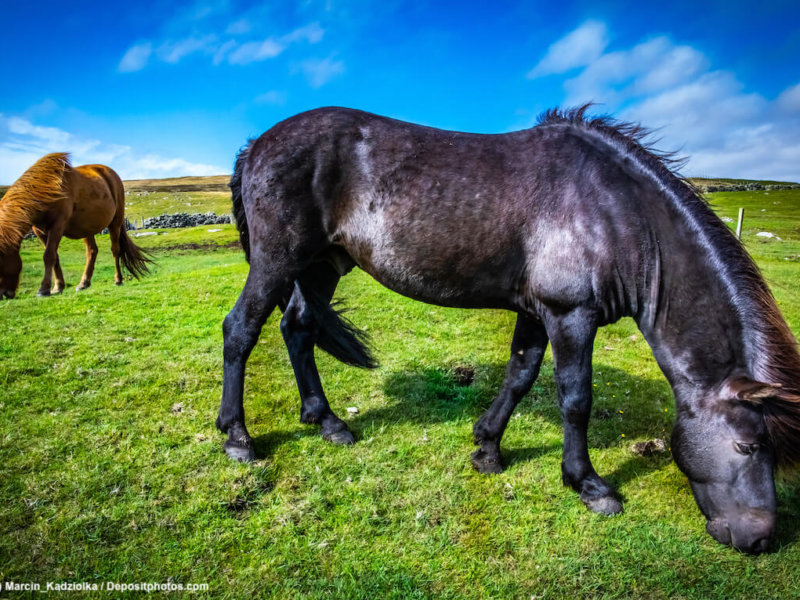 Highland horse at Scotland, Shetland Islands