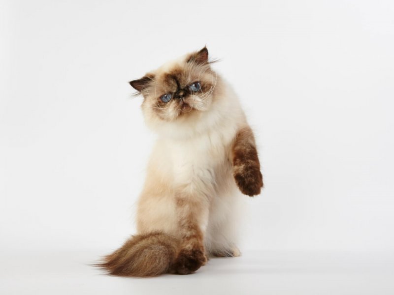 Himalayan Katze vor hellem Hintergrund