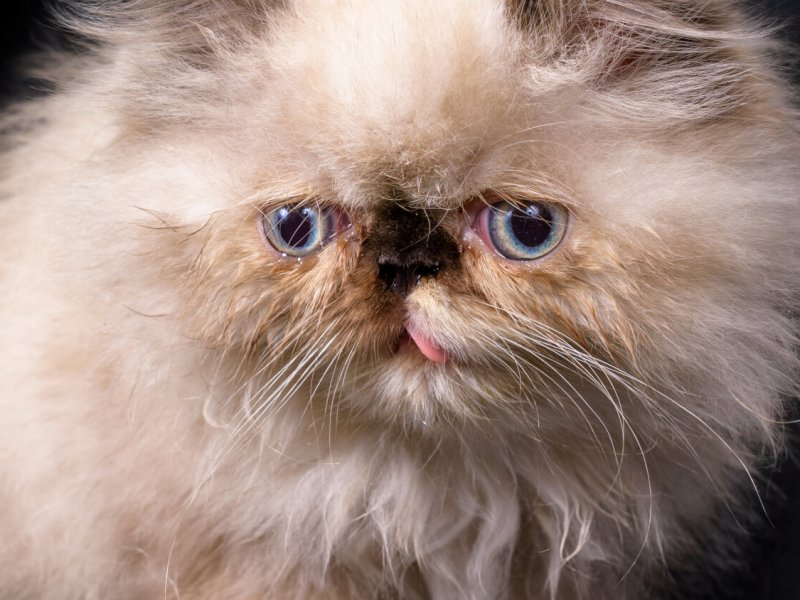 Nahaufnahme Himalyan Kitten
