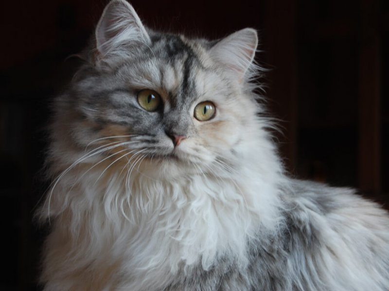 Deutsch Langhaar: Hoshi von Germangora -F3-black silver torbie white