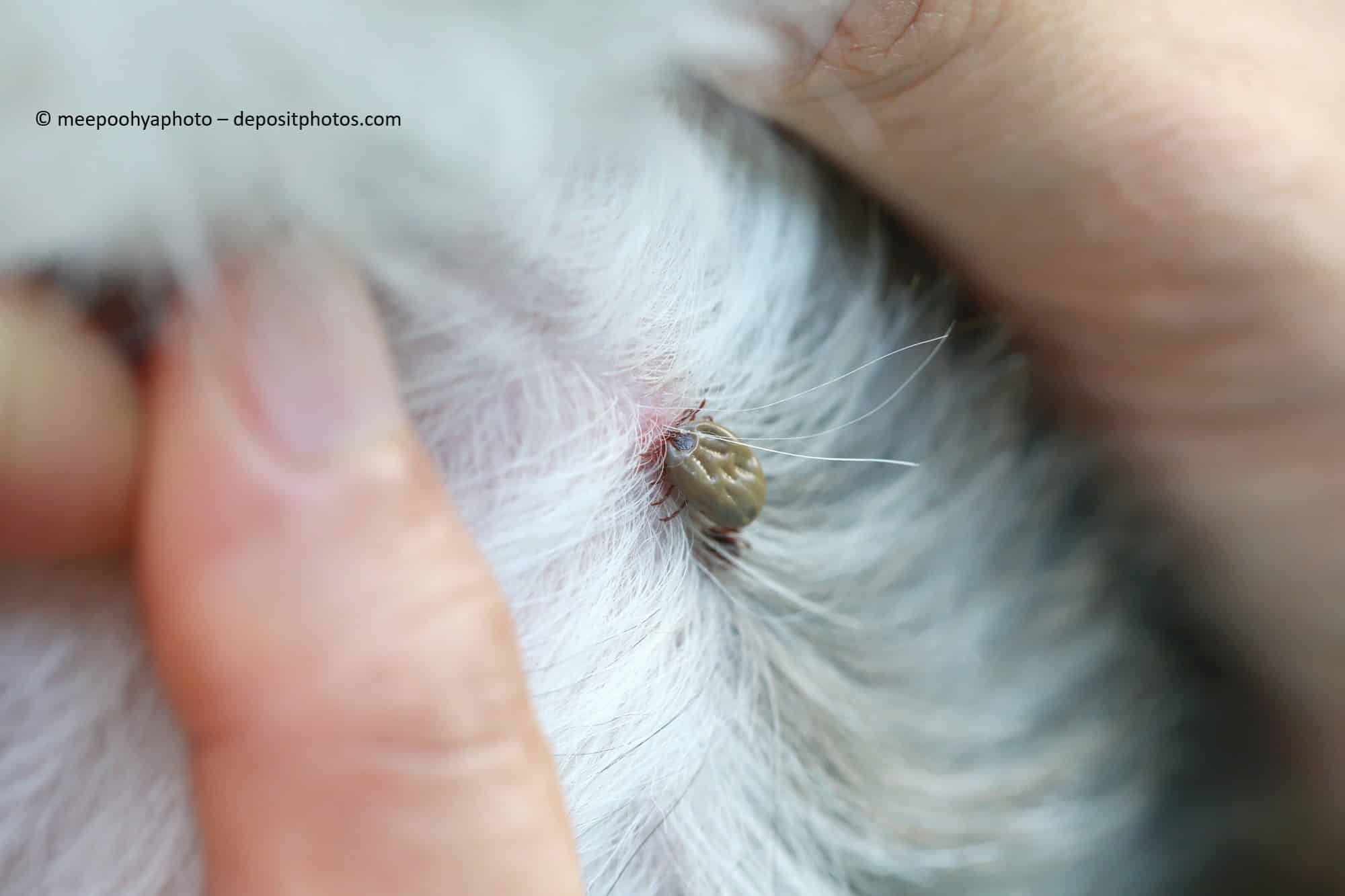 Eind Hund bzw. ein Welpe hat eine Zecke