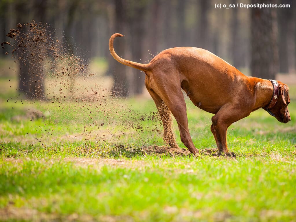 Rhodesian Ridgeback scharrte mit Pfoten auf einer Wiese