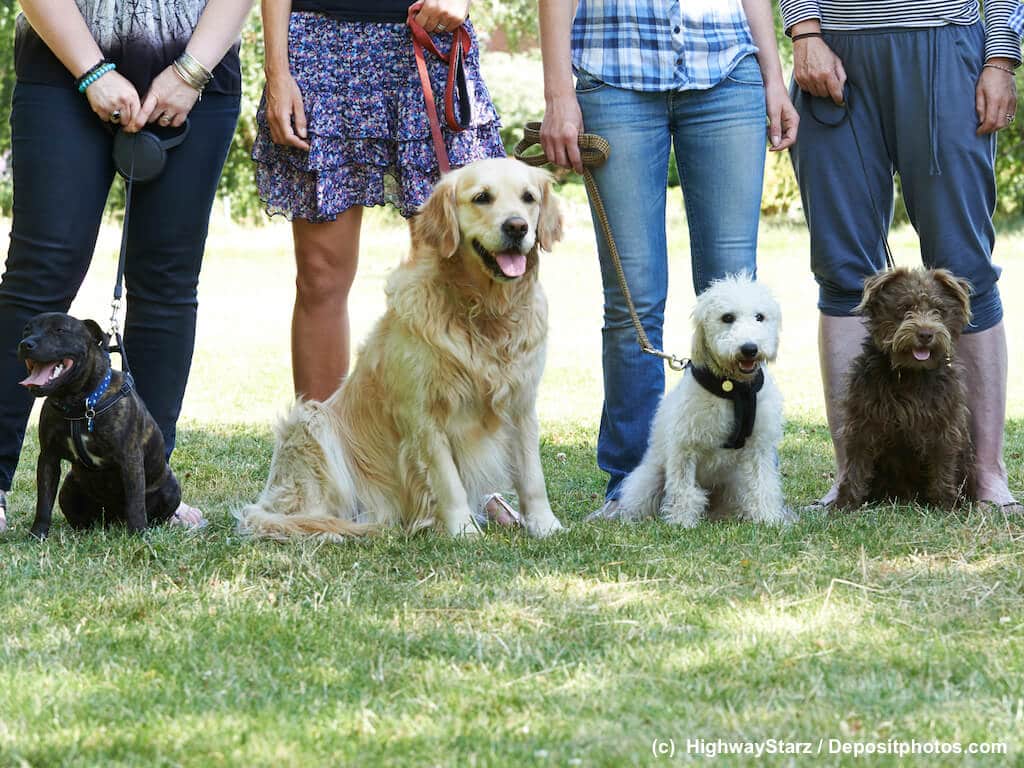 Grupe von Hunden mit ihren Besitzern beim Hundetraining