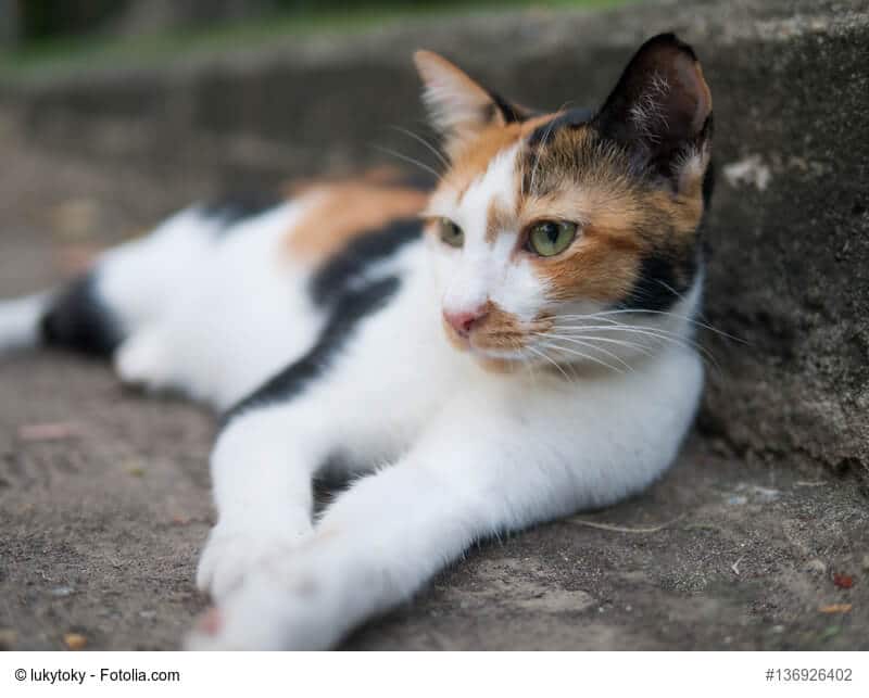 Eine Tricolor Katze Hybridrasse liegt auf der Seite