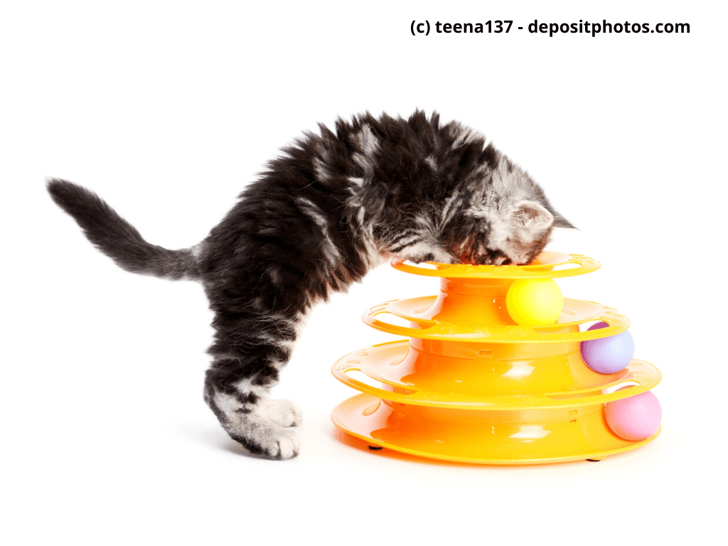 Katze spielt mit Intelligenzspielzeug