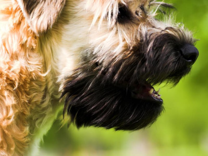 Irish-Soft-Coated-Wheaten-Terrier-Portrait