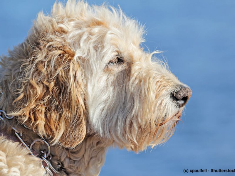 Irish-Soft-Coated-Wheaten-Terrier-Portrait-Meer