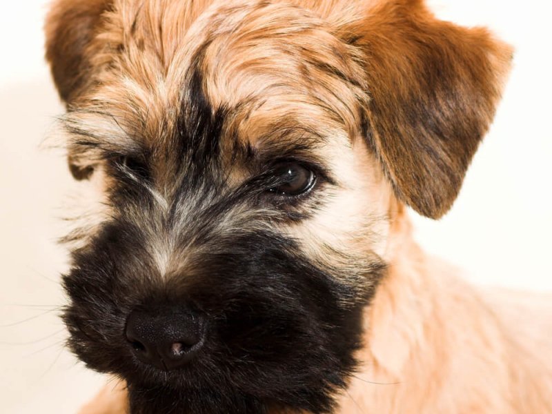 Irish-Soft-Coated-Wheaten-Terrier-Portrait-nah