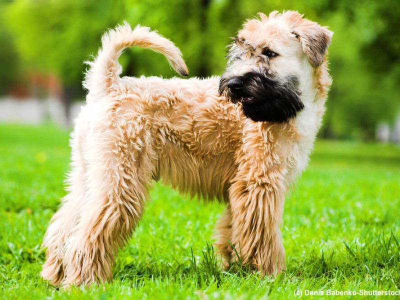 Irish-Soft-Coated-Wheaten-Terrier-Steckbrief