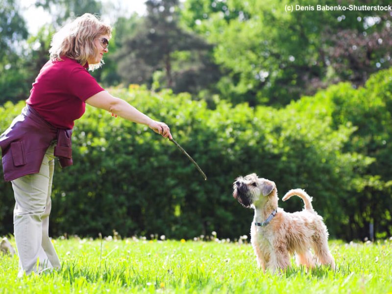 Irish-Soft-Coated-Wheaten-Terrier-Wiese-Erziehung