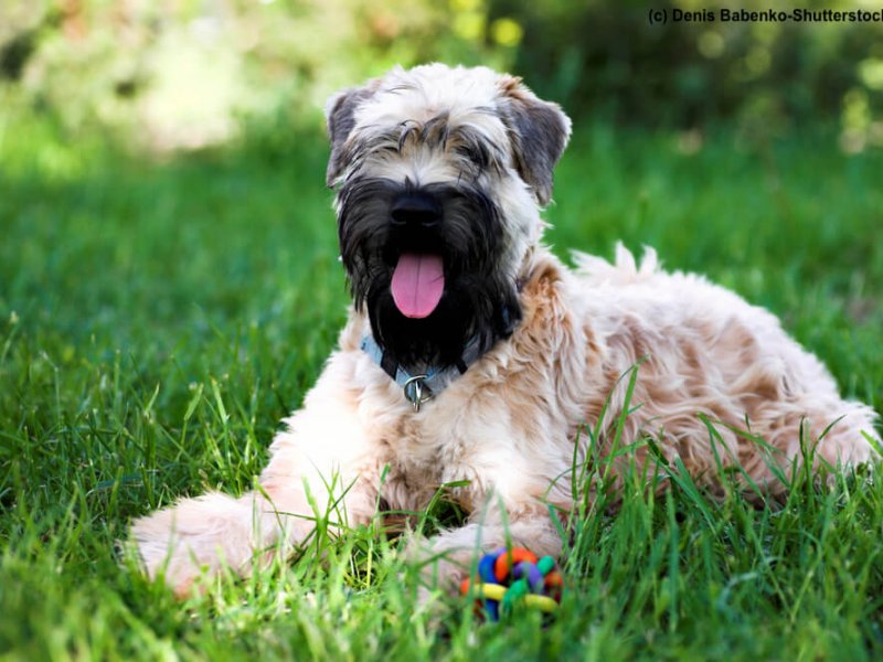 Irish-Soft-Coated-Wheaten-Terrier-Wiese-schwarze-Schnauze