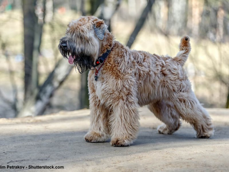 Irish-Soft-Coated-Wheaten-Terrier-erwartungsvoll